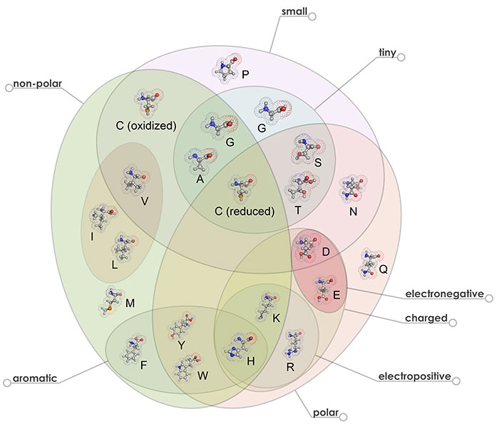 Venn Diagram of the 20 Natural Amino Acids