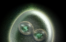 Early life - First Mitosis and Embryo